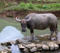 A Cow on Farmland